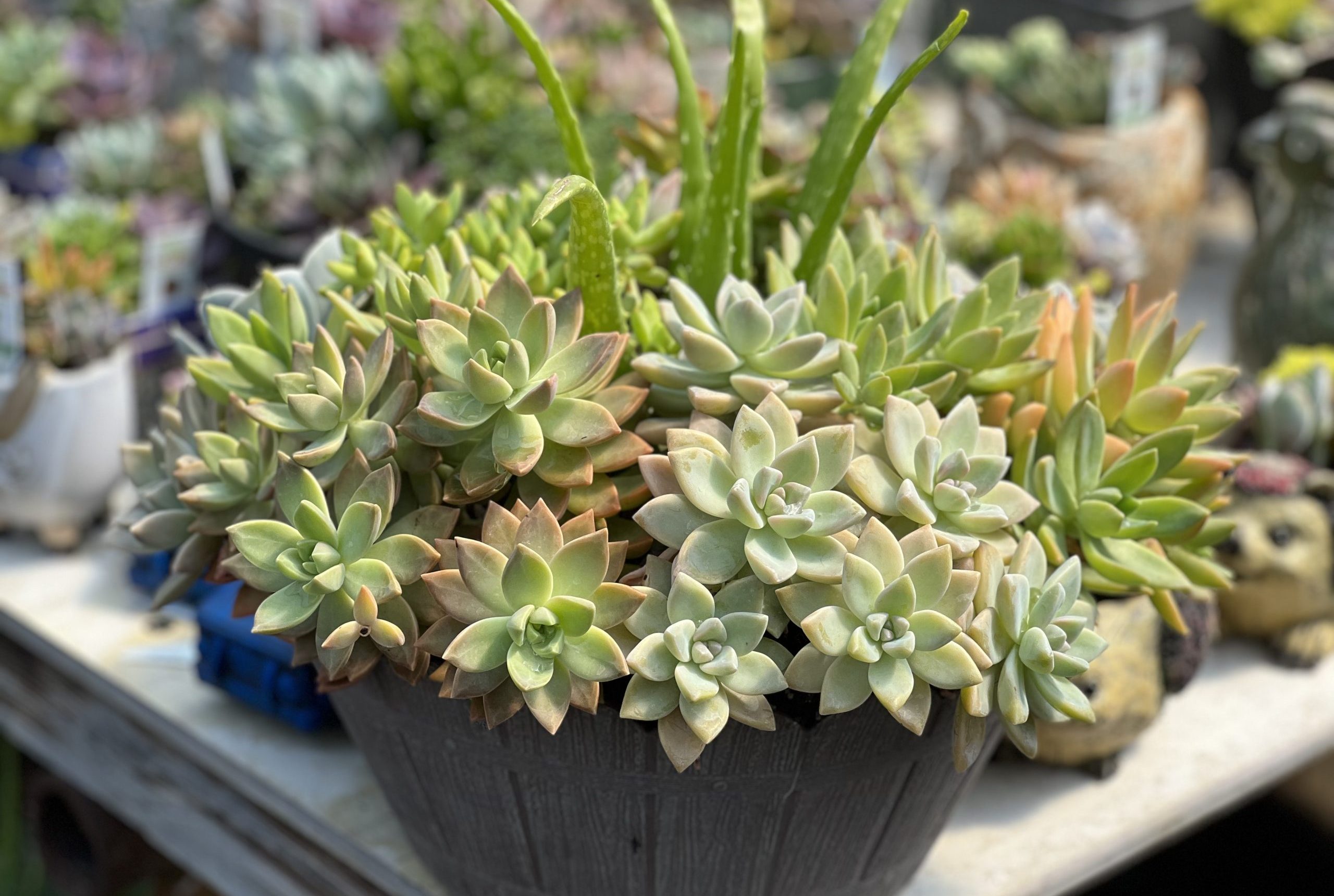 Youngs Greenhouse Succulents (4)