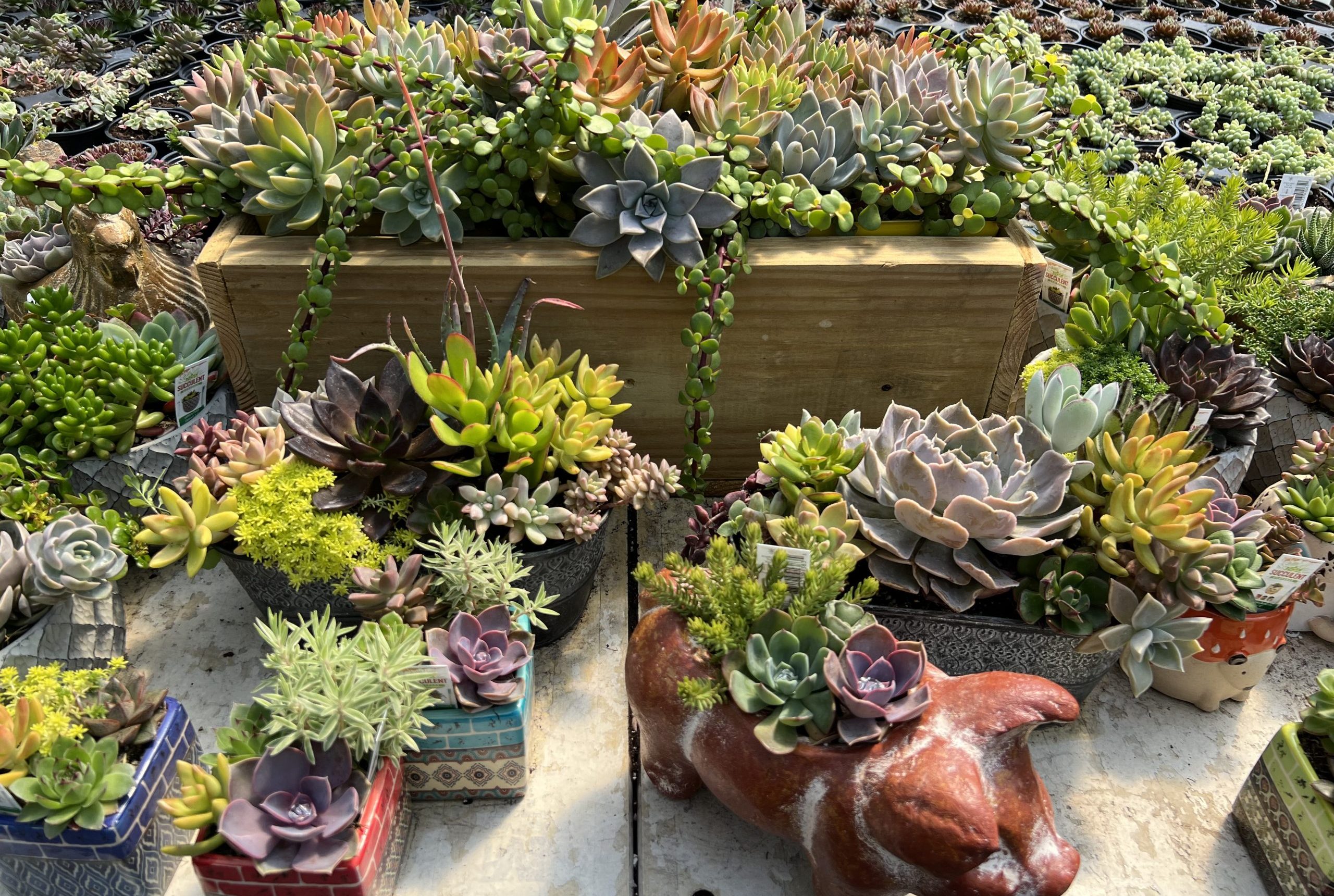 Youngs Greenhouse Succulents (9)